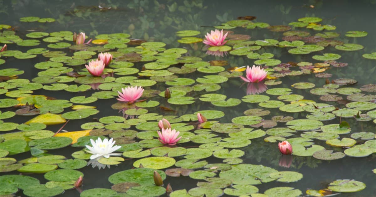 Garden pond surface covered in lily pads with pink and white water lilies in bloom